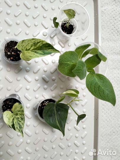 Растения по 300