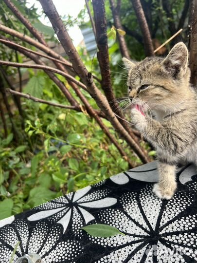 Котенок девочка