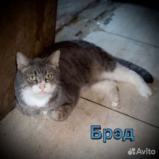 Заберите малыша Брэда из бабкиной квартиры