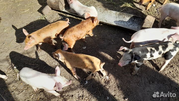 Поросята породы дюрок