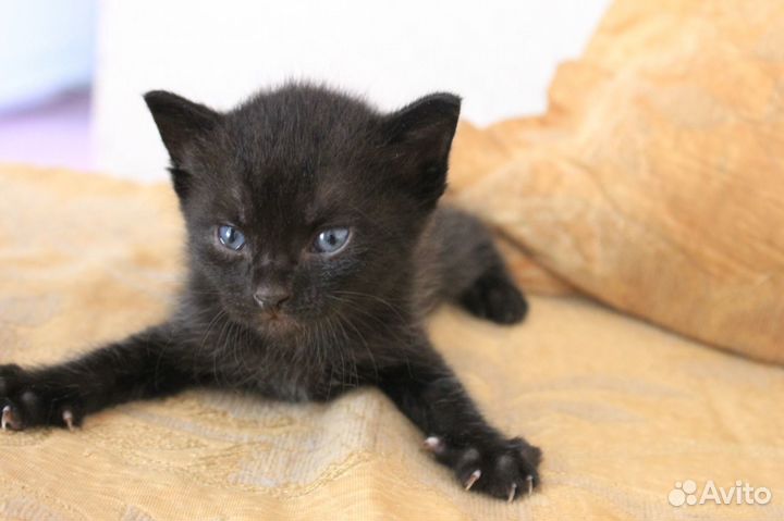 Котята в добрые руки бесплатно