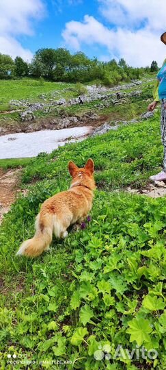 Мальчик корги пемброк