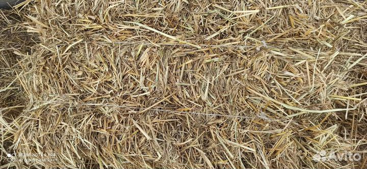 Солома Пшеничная Зеленкой