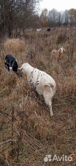 Козлы на племя