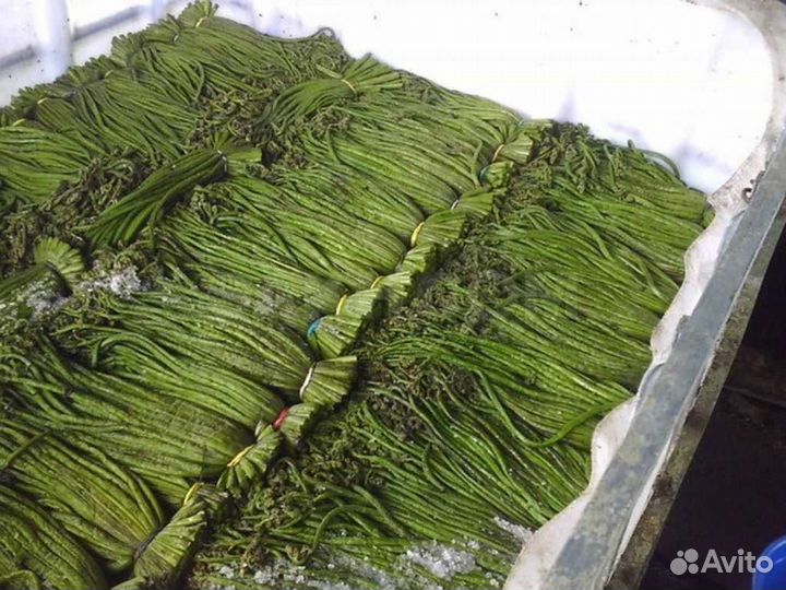 Продам папоротник