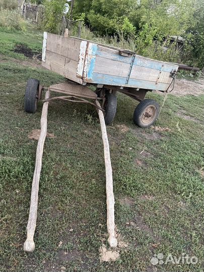 Лошадь кобыла