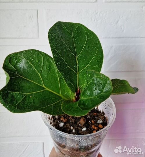 Фикус лирата