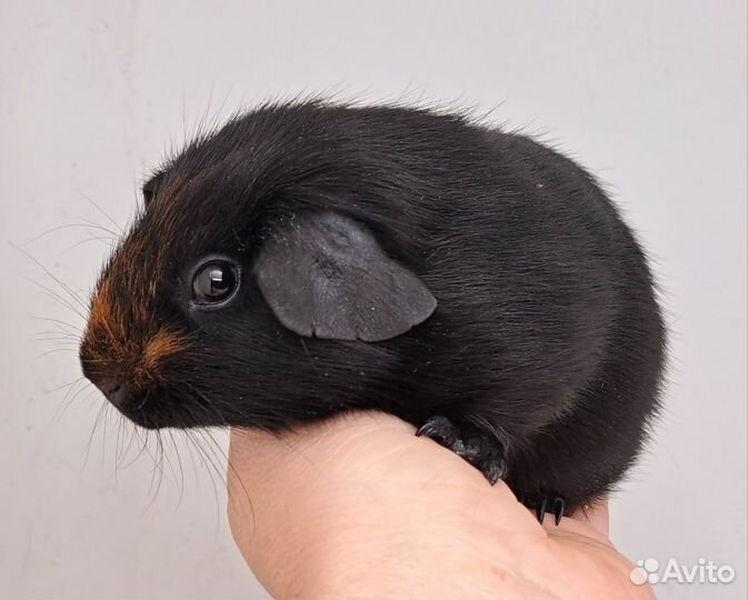 Морские свинки