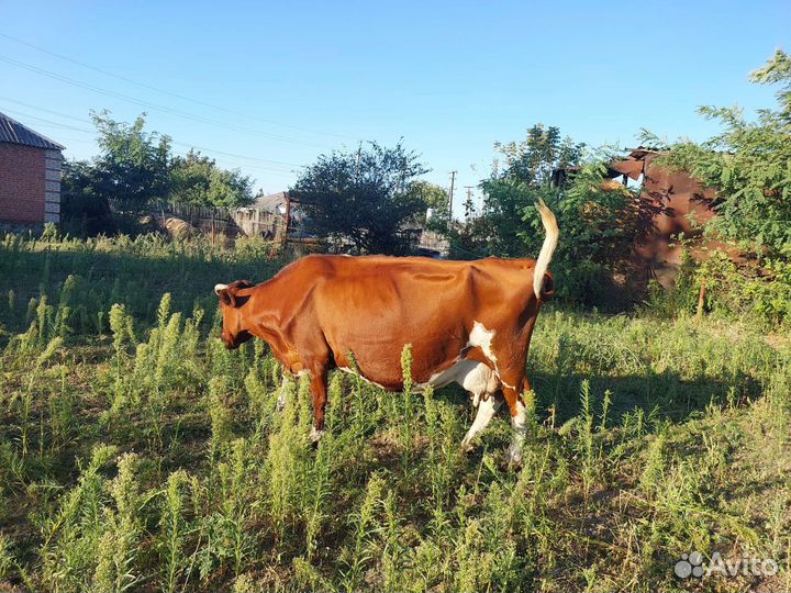 Корова стельная дойная