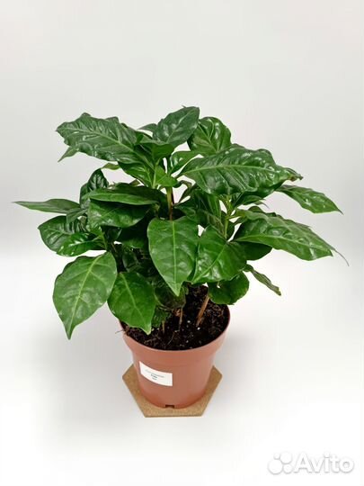 Кофе Арабика растение