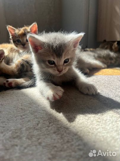 Котята в добрые руки