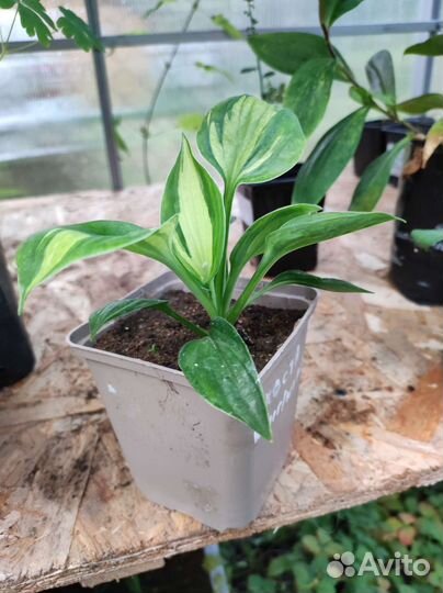 Многолетники