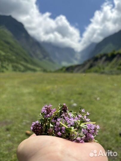 Вечер с душистым чаем — в горах Осетии