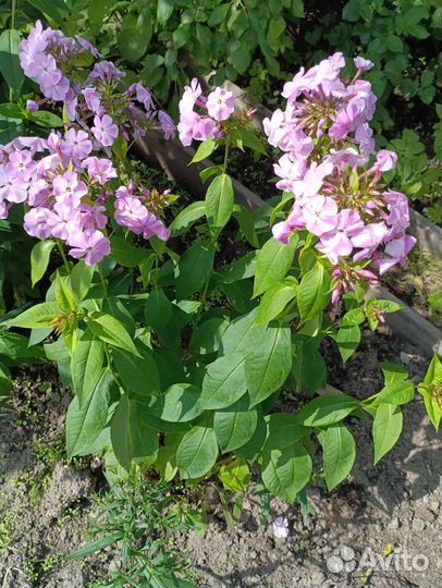 Флоксы сортовые