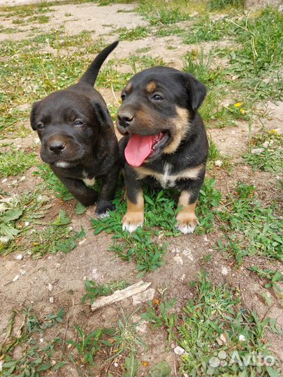 Щенки кане корсо