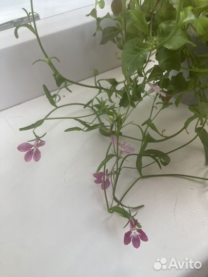 Лобелия ампельная