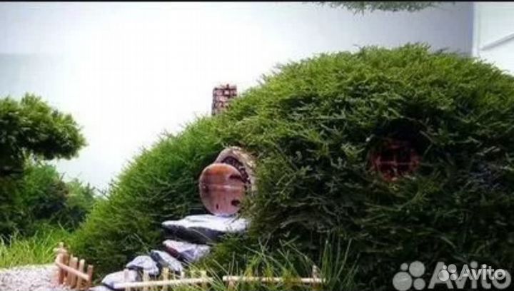 Мох анкор, мох риччия