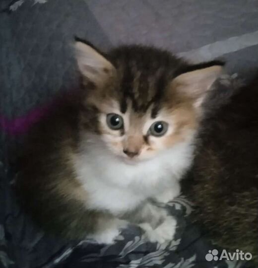 Кошки бесплатно