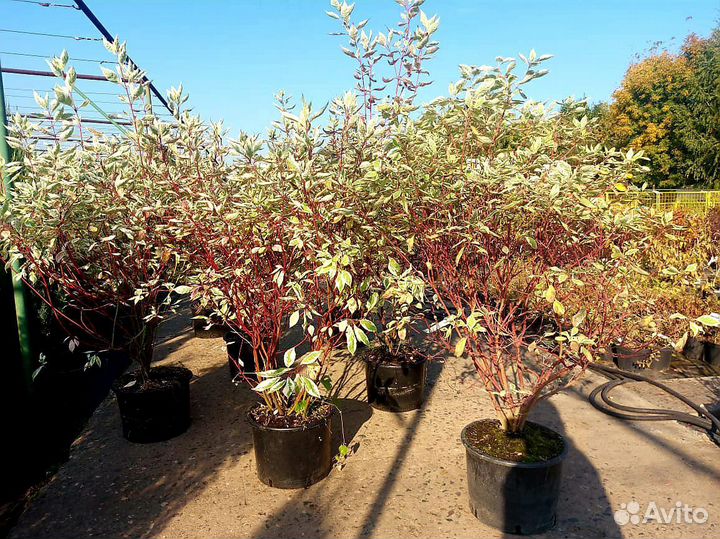 Дерен элегантиссима