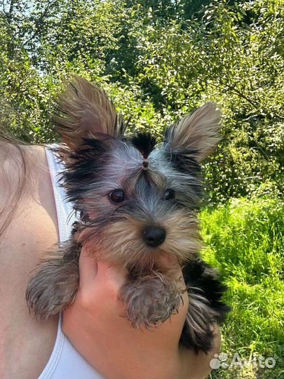 Йоркширский терьер