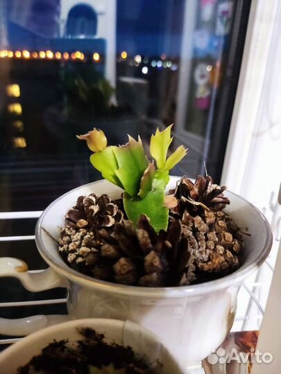 Декабрист белый