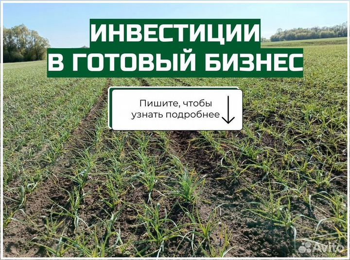 Ищу инвестора в прибыльный бизнес