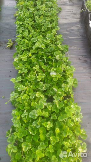 Касетная рассада Клубника Азия Садовая земляника