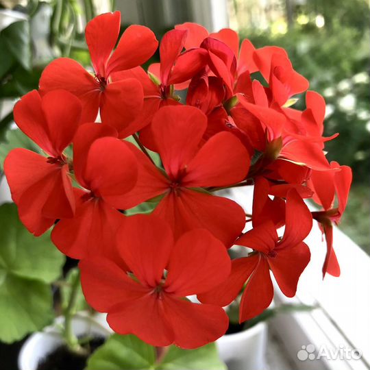 Пеларгония герань