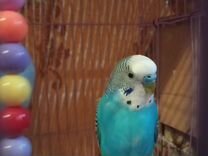 Говорящий волнистый попугай ручной