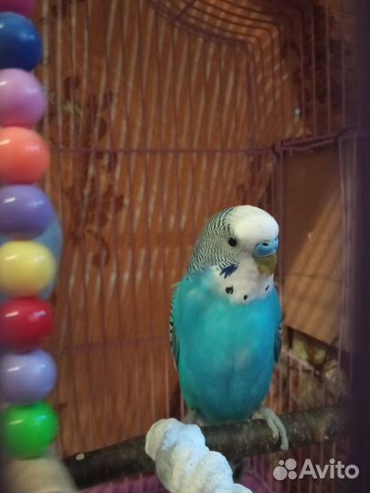 Пара волнистых попугаев