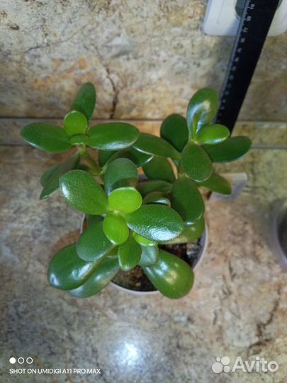 Толстянка, хавортия и др