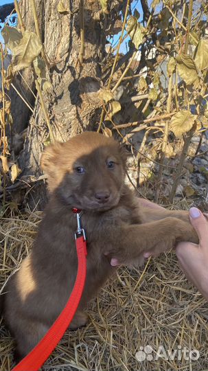 Щенок в добрые руки