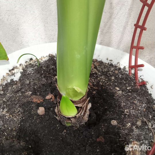 Гиппеаструм