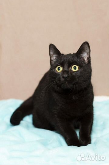 Черный кот в добрые руки