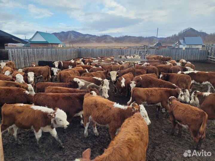 Бычки и быки