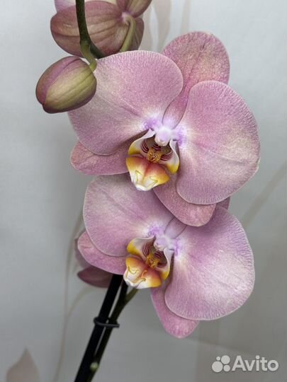 Орхидея фаленопсис