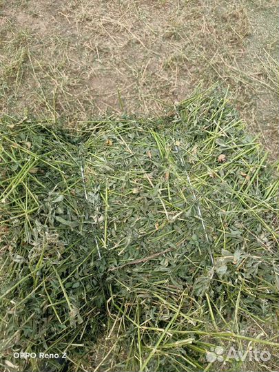 Люцерна сено