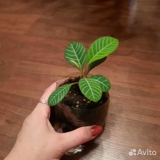 Молочай беложильчатый