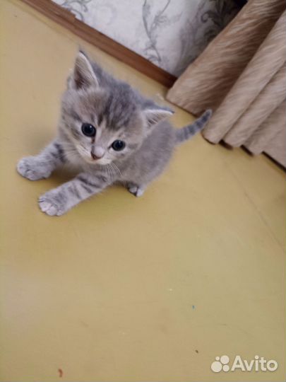 Шотландская