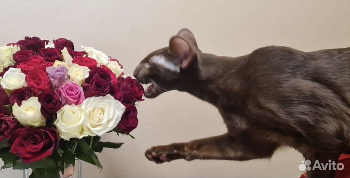 Элитные ориенталы из официального питомника