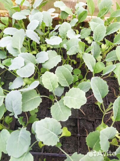 Рассада капусты