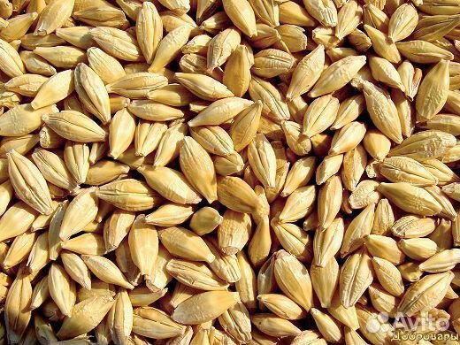 Ячмень зерно