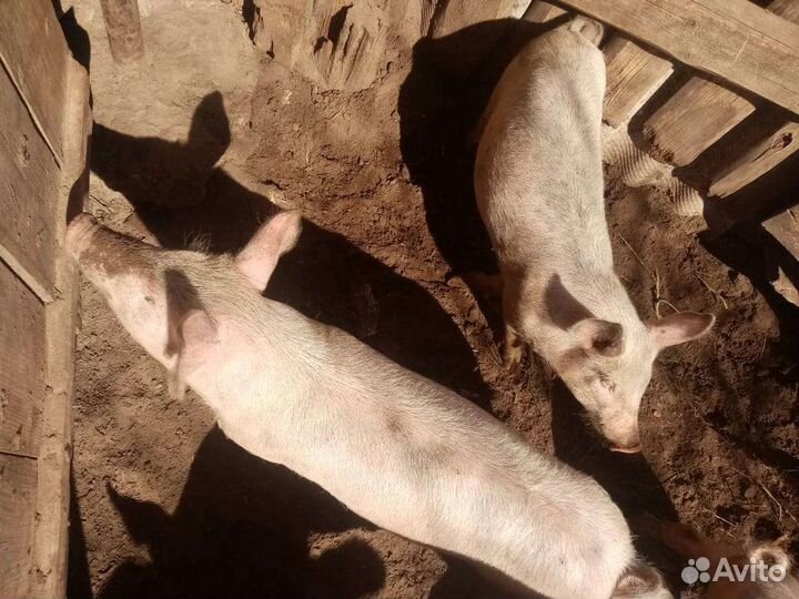 Поросята ландрас