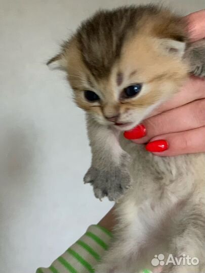 Шотландские вислоухие шиншиллы