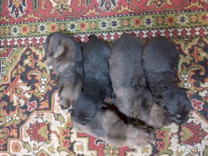 Щенки овчарки вео+сао