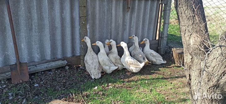 Утка Агидель