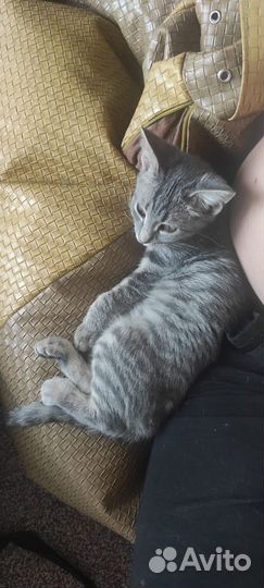 Кошка в дар бесплатно
