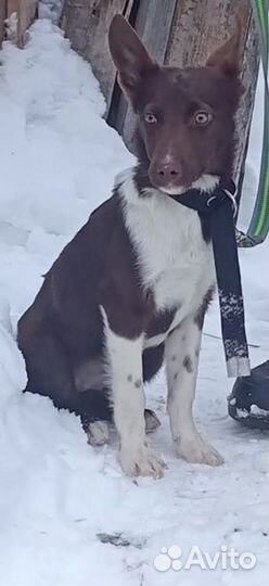 Щенок в добрые руки