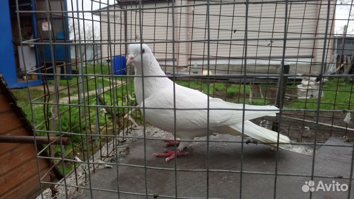 Бакинский голубь продажа. обмен