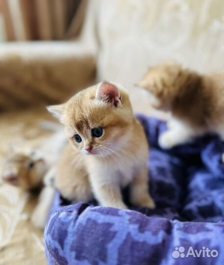 Котенок британская золотая шиншилла